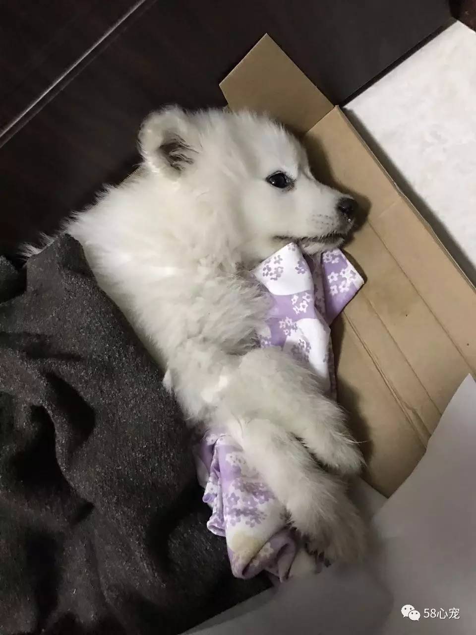 我是怎样把狗养死的：狗狗偷吃了1斤葡萄，差点被死神带走