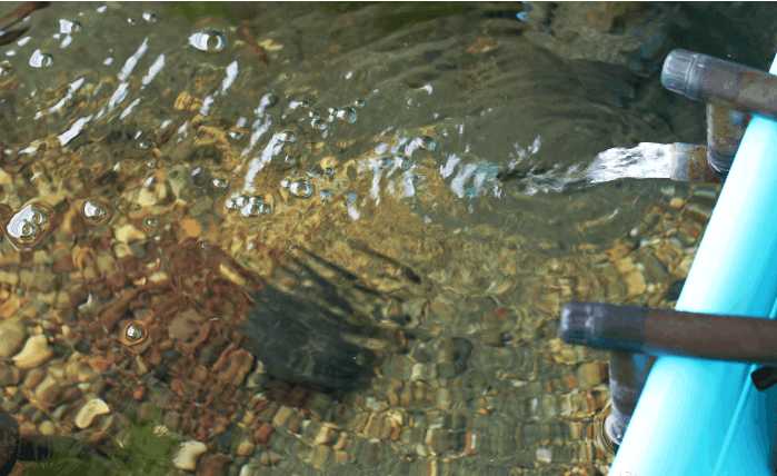 最便宜的鱼池推荐,一个观赏鱼池大概多少钱