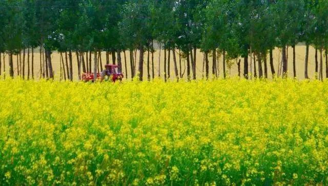 美爆了春天好去处,天津春天赏花的地方有哪些推荐