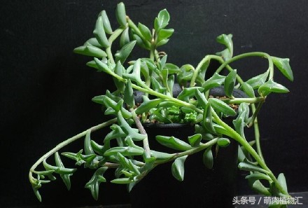 海豚嘴多肉,海豚风铃多肉