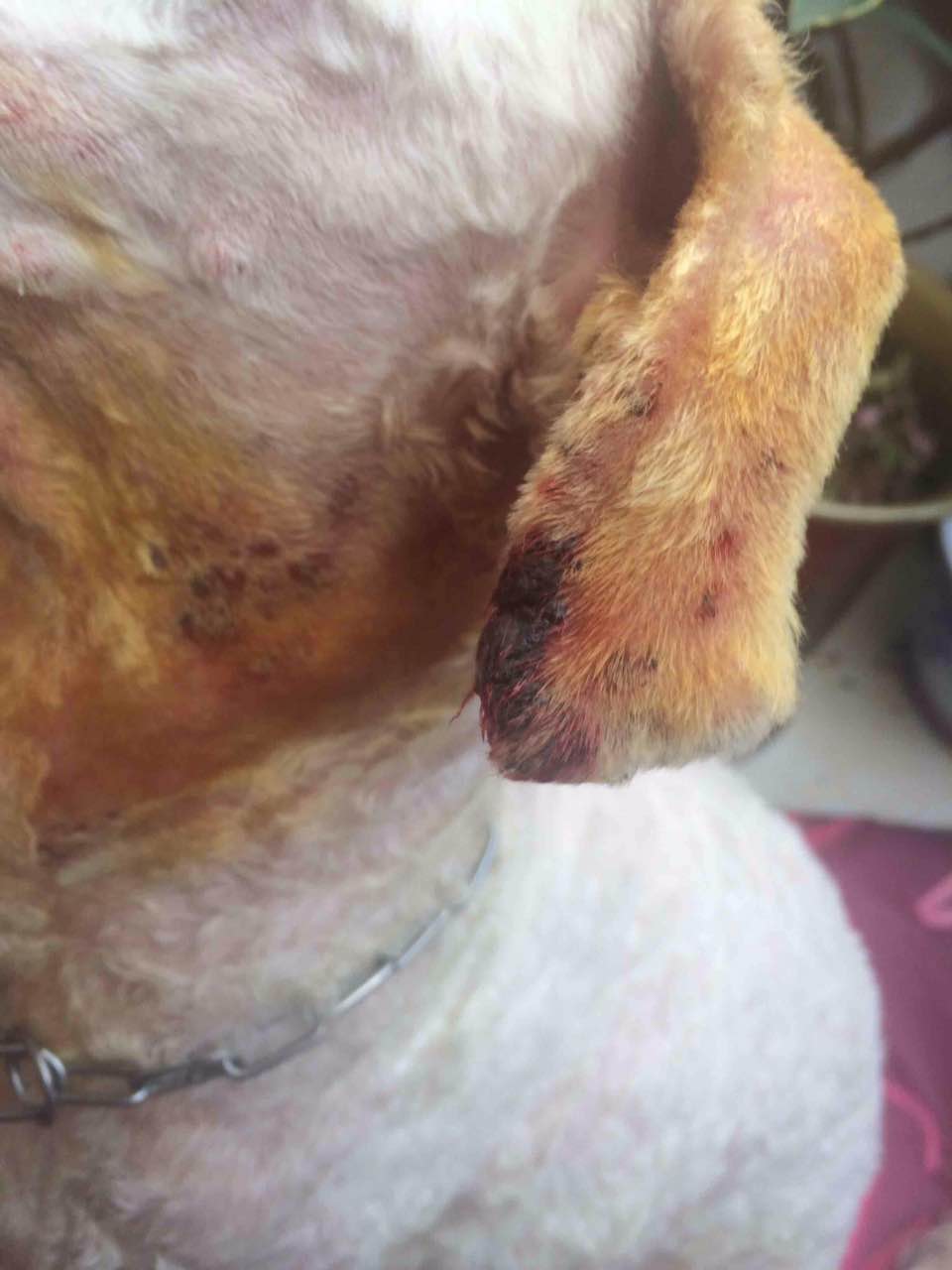 兽医常见病诊断与治疗,兽医治疗小狗