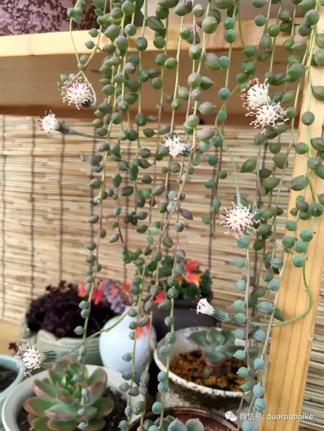 那些年我养过的多肉,这些年养过的花花草草