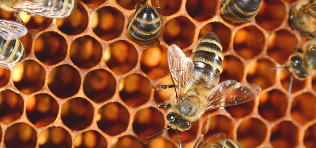 蜂胶含有哪些有效成分好,蜂胶是护胃的吗