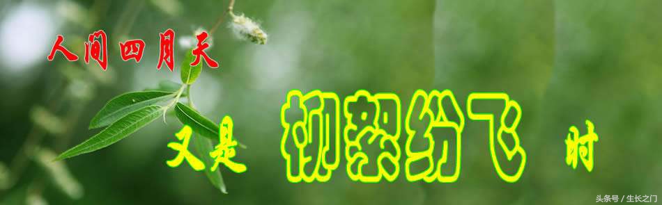 风寒荨麻疹吃防风通圣丸,防风通圣散治荨麻疹