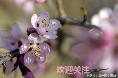 新乡的你要知道，养这些花对身心好，最后一个能吃