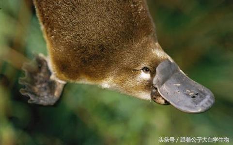 目前发现的有几种外星人,地球上有没有像外星人的外星生物