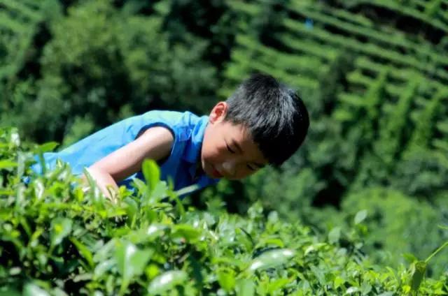 成都附近一小时氧吧,成都周边森林免费氧吧推荐
