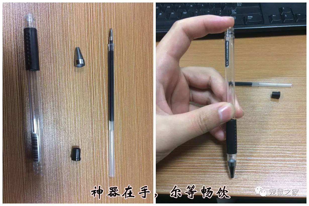 鸡不撒尿为什么喝水没事,天竺鼠几乎不喝水