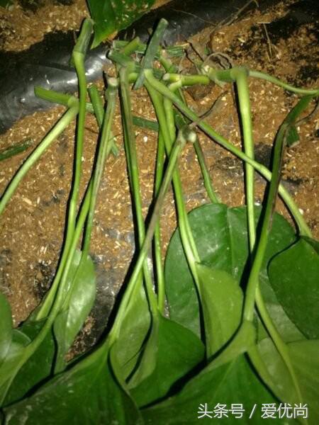 绿萝水培怎么养爆盆的,绿萝水培怎么养才能爆盆