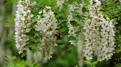 例假可以吃炎症药吗,例假期间可以喝土茯苓吗