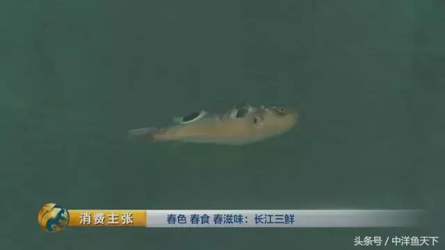 鲥鱼和刀鱼的鲜美,刀鱼鲥鱼河豚被称为长江三鲜