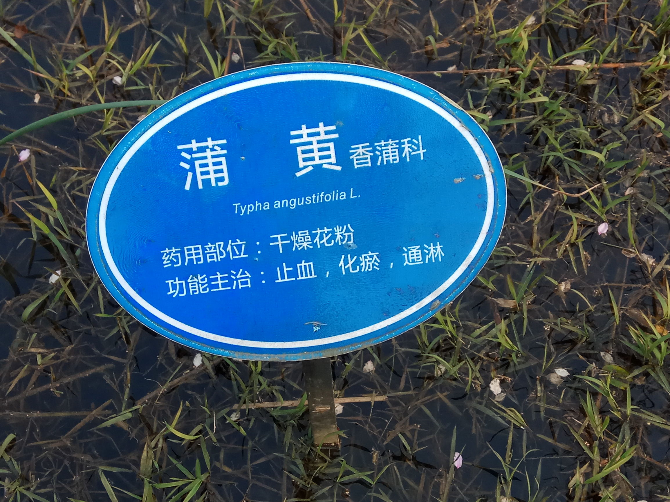 中草药蒲黄炭,中草药蒲黄配方