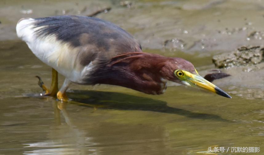 姹犻弓鎹曟崏,姹犻弓鎶撻奔寰堝帀瀹冲悧