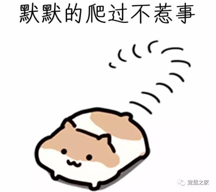 鸡不撒尿为什么喝水没事,天竺鼠几乎不喝水