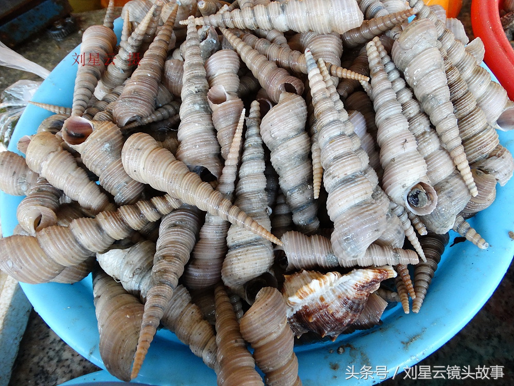 来三亚旅游想吃带壳的海鲜，不当冤大头，要有智慧善挑选和会安排
