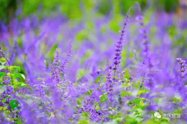 春暖花开正是踏青赏花的好时节,肇庆春日赏花的地方图片