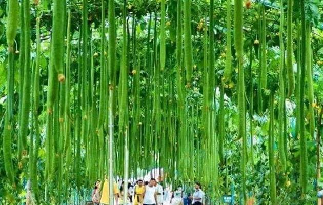 蔬菜种植没销路怎么办,蔬菜种植过程中资金不够该怎么办