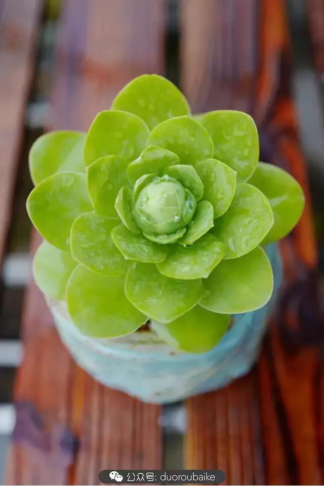 娇艳欲滴的多肉植物,春雨中多肉图片大全