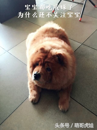 没有常识的家政阿姨竟然给汪星人吃海带，只因怕浪费害苦了宝宝