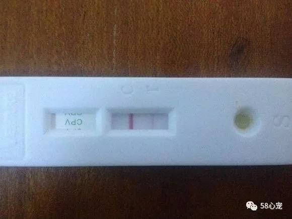 狗狗吃葡萄如何才能保住他的狗命,我家的狗狗养了四年差点死了