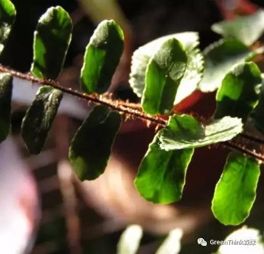 狼尾蕨造景方法,狼尾蕨的森林造景