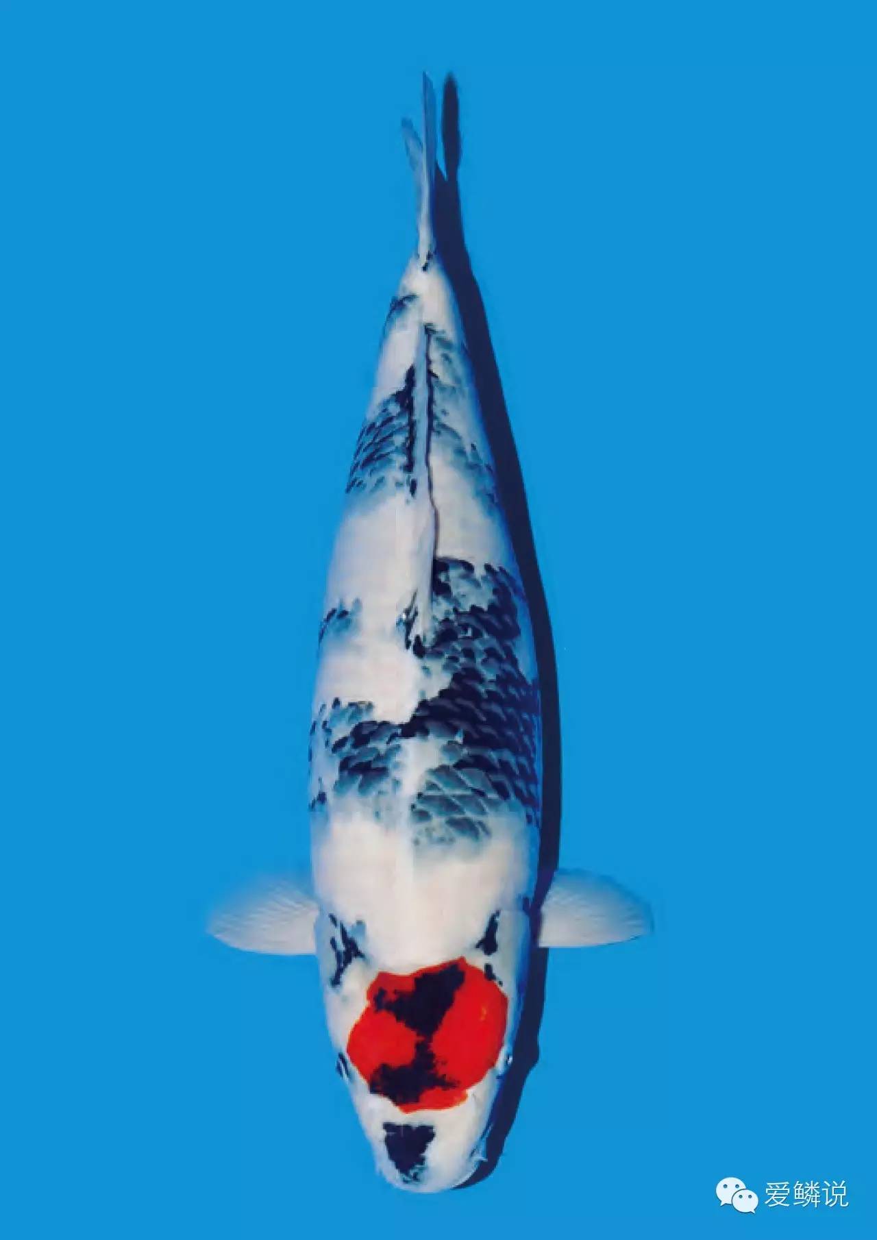 新建锦鲤鱼池怎么消毒和去碱,锦鲤鱼池有腥臭味怎么回事