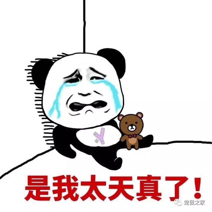 鸡不撒尿为什么喝水没事,天竺鼠几乎不喝水