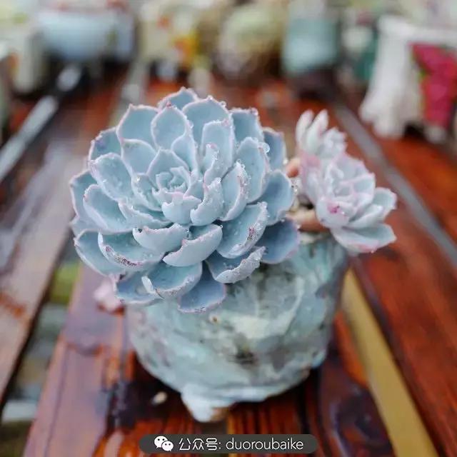 春雨多肉精品,包邮区的多肉