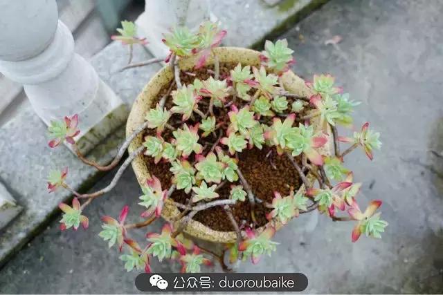 春雨多肉精品,包邮区的多肉