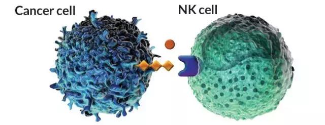 如何激活免疫系统对抗癌细胞,science治癌症