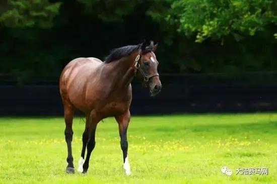 雅士种公马罗马大帝配种费不到1万，子嗣在香港赚了3000万！