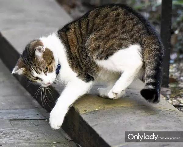 私人飞机？名牌包包？明星合影？这些宠物竟然这么大牌！