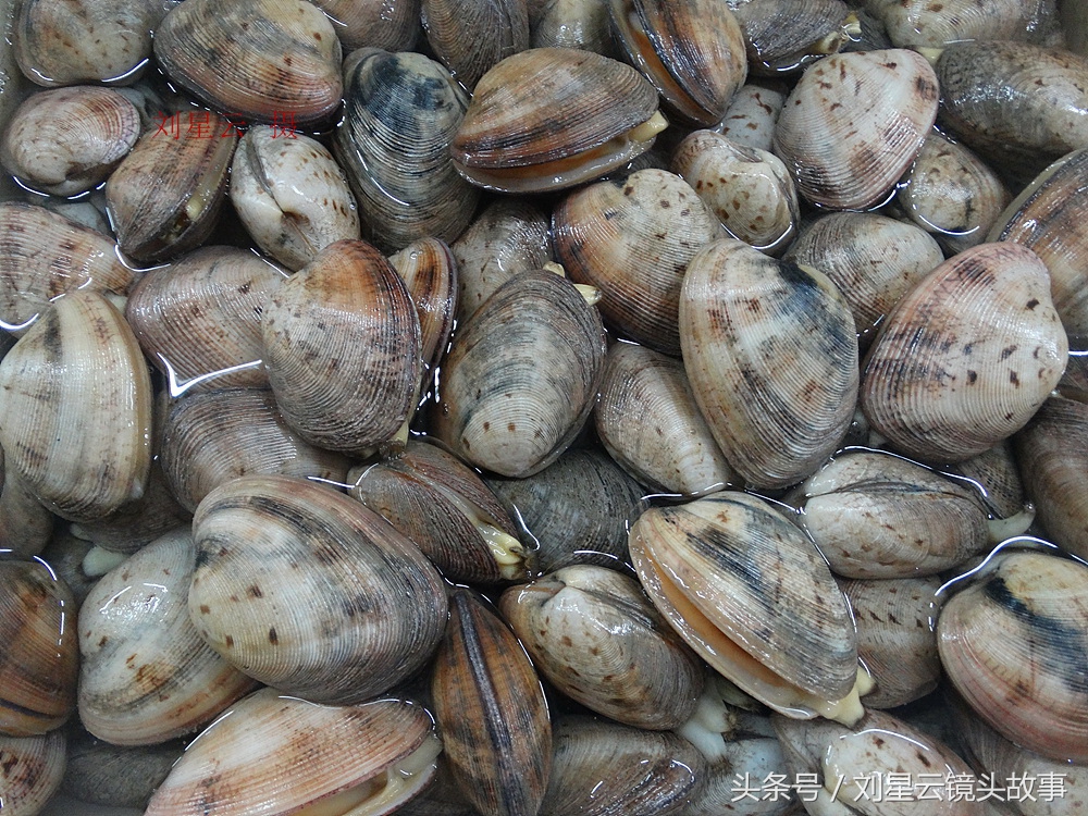 三亚哪里海鲜市场的品种多,三亚海鲜品种大全及介绍