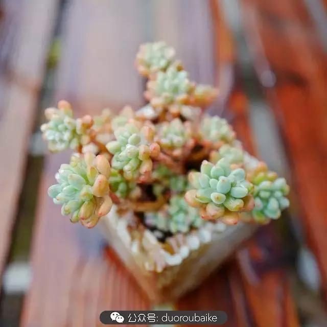 娇艳欲滴的多肉植物,春雨中多肉图片大全