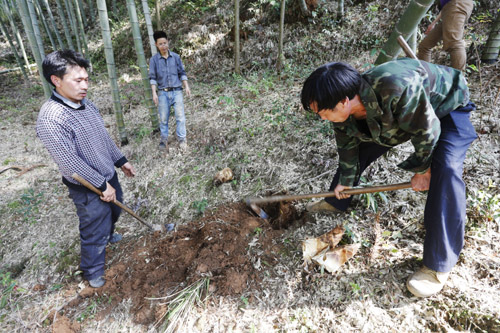 大墅镇春笋找到了吗 (大墅镇春笋新闻)