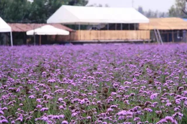 济南春游的好地方推荐,济南适合春游的地方