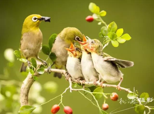 这是一篇只有鸟的美篇，却深深地打动了我