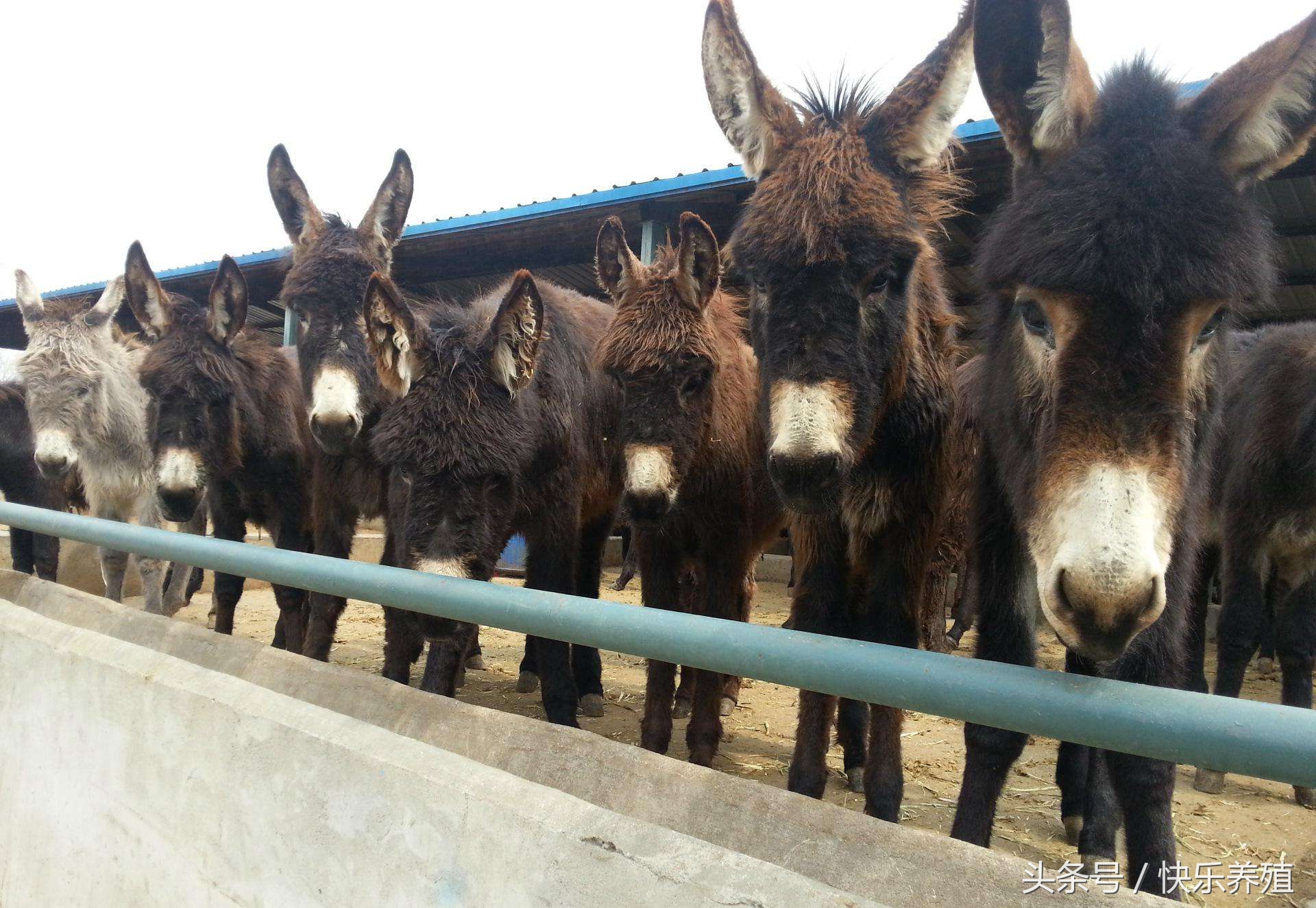养驴基地驴苗价格,驴苗一只多少钱养驴风险大不大