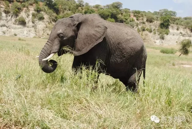一生必去一次的非洲坦桑尼亚｜回归狂野