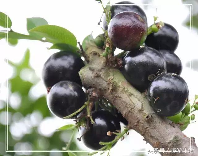 珍稀果种嘉宝果,珍稀福冈嘉宝果