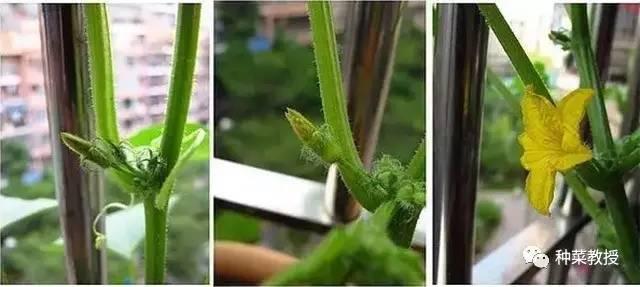 阳台黄瓜种植间距多少合适,阳台种植黄瓜视频教程