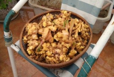 生姜在花盆里种几年才能长成老姜,家里花盆生姜种植技术大全