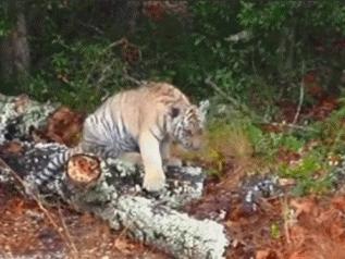 超经典肚皮舞,正宗肚皮舞欣赏