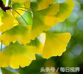 火针疗法治白癜风,白癜风维生素疗法