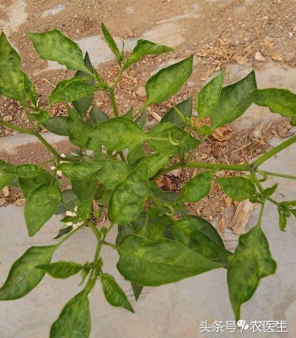 番茄灰霉怎么样发生的,番茄灰霉的病因是怎么造成的