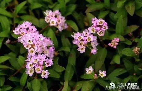 农村人最喜欢的野花，城里人羡慕不已