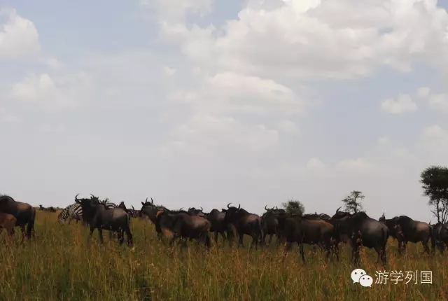 一生必去一次的非洲坦桑尼亚｜回归狂野