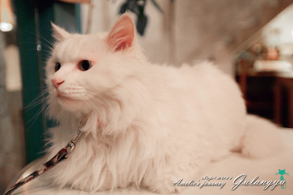 鼓浪屿旅行攻略玩乐攻略,鼓浪屿旅行攻略大全最新