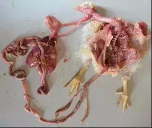 禽的解剖,家禽内部的结构特点