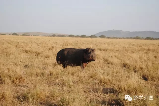 一生必去一次的非洲坦桑尼亚｜回归狂野